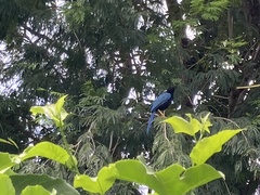 Cyanocorax yucatanicus