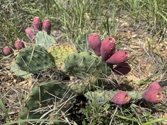 Opuntia phaeacantha
