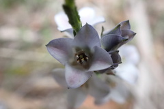 Cyanothamnus coerulescens