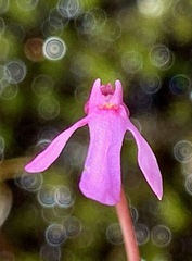 Utricularia tenella
