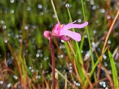 Utricularia tenella