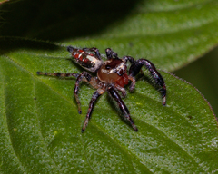 Thyene imperialis