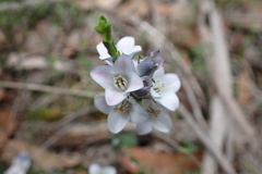 Cyanothamnus coerulescens