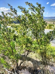 Dodonaea viscosa