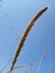 Setaria magna