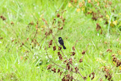 Sporophila morelleti