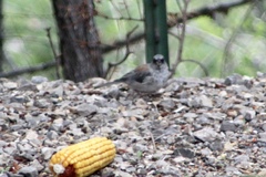 Junco hyemalis dorsalis