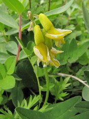 Astragalus umbellatus