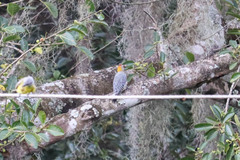 Melanerpes hoffmannii