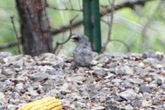 Junco hyemalis dorsalis