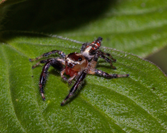 Thyene imperialis