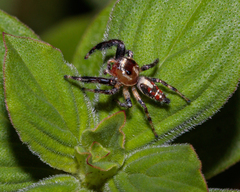 Thyene imperialis