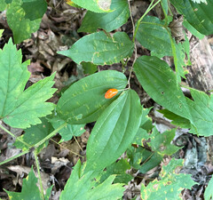 Prosartes lanuginosa