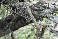 Todirostrum cinereum