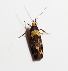 Epithymema helias