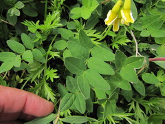 Astragalus umbellatus