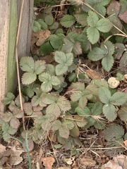 Potentilla indica