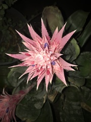 Aechmea fasciata