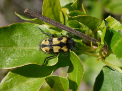 Astylus trifasciatus