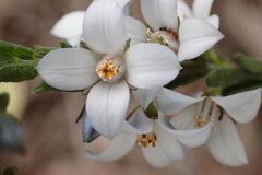 Cyanothamnus coerulescens