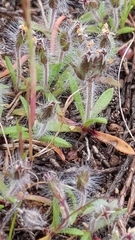 Plantago bellardii