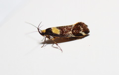 Epithymema helias