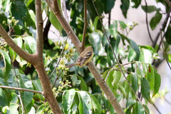 Sporophila morelleti