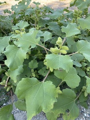 Xanthium orientale