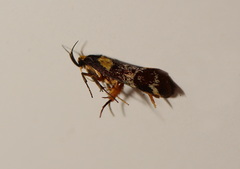 Epithymema helias