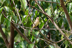 Sporophila morelleti