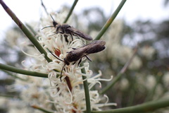 Hakea rostrata
