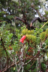 Rhododendron ericoides