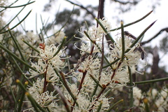 Hakea rostrata