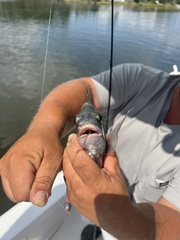 Archosargus probatocephalus