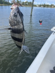 Archosargus probatocephalus