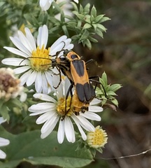 Chauliognathus basalis
