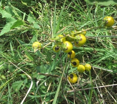 Solanum carolinense