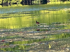 Jacana spinosa