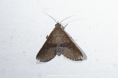 Diascia hayesi
