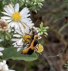 Chauliognathus basalis