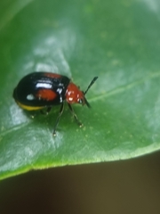 Arcastes biplagiata