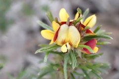 Eutaxia microphylla