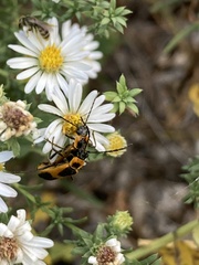 Chauliognathus basalis