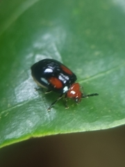 Arcastes biplagiata