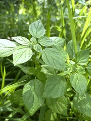 Parietaria debilis
