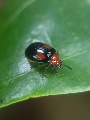 Arcastes biplagiata