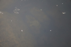 Apalone spinifera guadalupensis