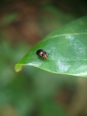 Arcastes biplagiata