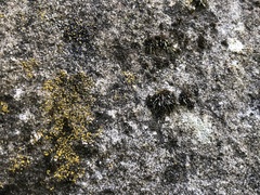 Grimmia pilifera