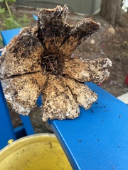 Russula brevipes